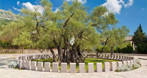 Un arbore monument al naturii, salvat după ani de eforturi ale unei mici comunități din Muntenegru - Măslinul dublu milenar