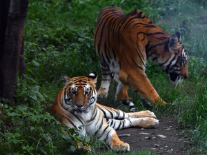 Populația de tigri a continuat să crească în Nepal, ajungând la 429 de exemplare - „Oamenii și fauna pot coexista”