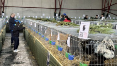 Beiuș - Expoziția de păsări și animale mici, o atracție pentru copii