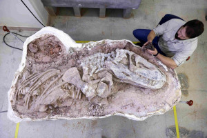 Fosila unei noi specii de reptilă descoperită în Brazilia - Indicii despre dominaţia dinozaurilor