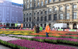 Ziua Națională a Lalelei, marcată la Amsterdam - Emblema Țărilor de Jos