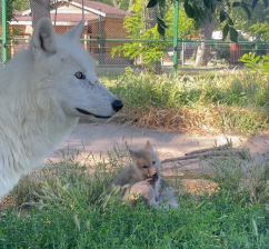 Premieră naţională la Zoo Oradea - S-au născut doi pui de lup arctic