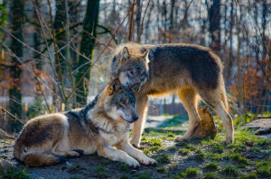 Reintroducerea lupilor în Parcul Național Yellowstone a provocat o extindere rapidă a pădurilor - Au restabilit echilibrul