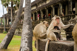 Cambodgia. Parcul Arheologic Angkor, greu de vizitat - Sub asaltul maimuțelor