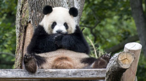 O femelă de panda uriaş de la Zoo Berlin - Va avea doi pui gemeni