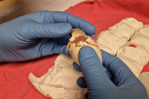 Vameșii olandezi au confiscat 261 de ouă de papagali pe Aeroportul Schiphol Contrabandiști ciudați la bord