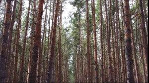 Romsilva: În primele nouă luni din 2025, aproape 165.000 de hectare de păduri afectate - Se uscă pădurile!