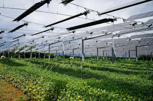 Investiții în energia regenerabilă pentru sectorul agroindustrial din Bihor - Finanțare 100% nerambursabilă