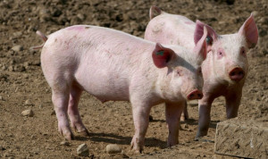 A reapărut pesta porcină africană în Bihor - Focar la porci domestici în Lugaş