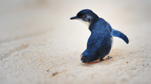 Fosilele unui pinguin oferă o nouă perspectivă asupra evoluţiei  - Veriga lipsă din aripă