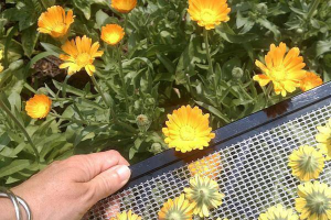 Pentru floricultură și plante medicinale - Finanțări de până la 100.000 de euro