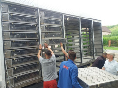 Peste 6.000 de porumbei din Bihor iau startul spre glorie - Cerul se umple de campioni