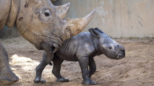 O specie pe cale de dispariție - Prima naștere după 18 ani