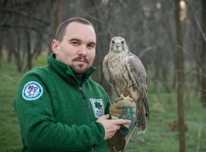 Cel mai bătrân șoim dunărean stabilit într-un azil din Stara Zagora - Un record mondial de longevitate
