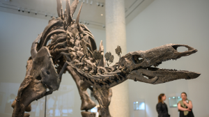 Miliardarul american Ken Griffin a cumpărat un dinozaur perfect - Cel mai scump schelet
