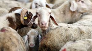 Campanie națională: pesta micilor rumegătoare şi variola la ovine şi caprine - Vaccinare de urgenţă