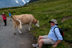 În Alpii austrieci - Excursionistă ucisă de vaci