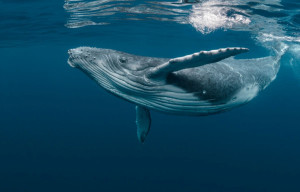 Balenele cenușii din Pacific s-au micșorat  - Posibile explicații