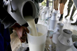 MADR. Centre de colectare a laptelui  - Sprijin pentru înființare în zona montană