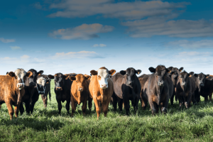 APIA. Pentru Campania 2023 - Specia bovine, autorizate la plată