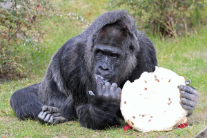 Gorila Fatou de la Zoo Berlin a împlinit 67 de ani - Cea mai bătrână din lume