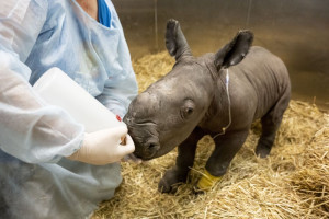Pui de rinocer alb născut în captivitate - Un eveniment rar